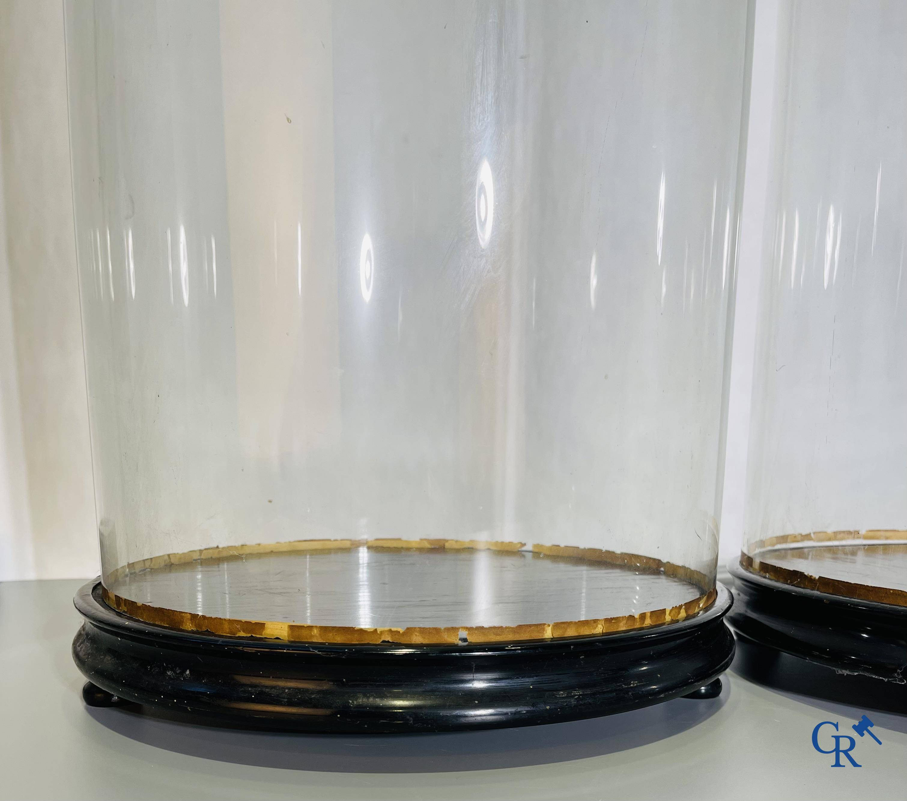 Een paar uitzonderlijk paar grote glazen stolpen. Eind 19e eeuw.